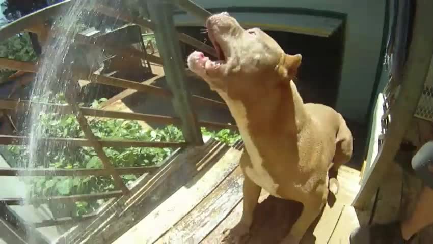 Ето това е питбул ! Extreme pitbulls