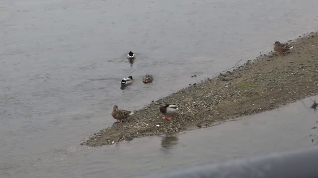 Няма замърсяване в река Марица