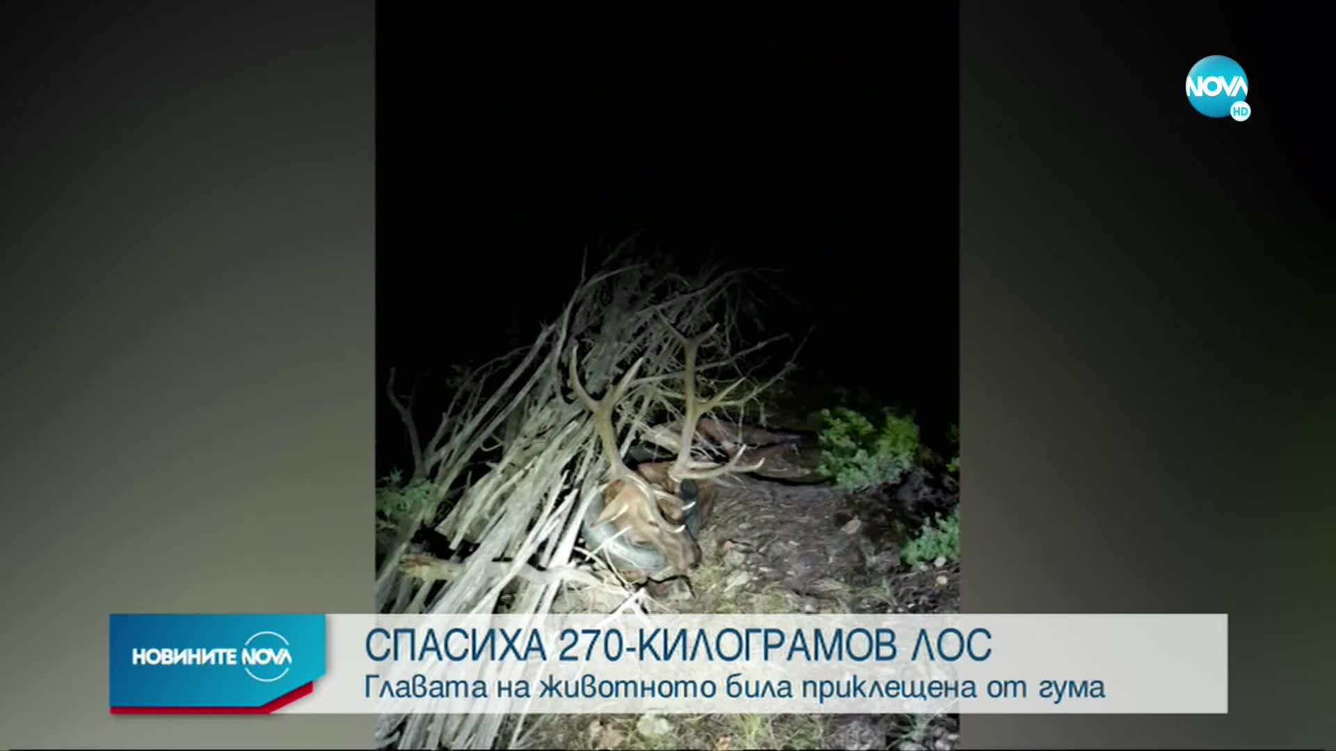 Спасиха 270-килограмов лос с гума около врата