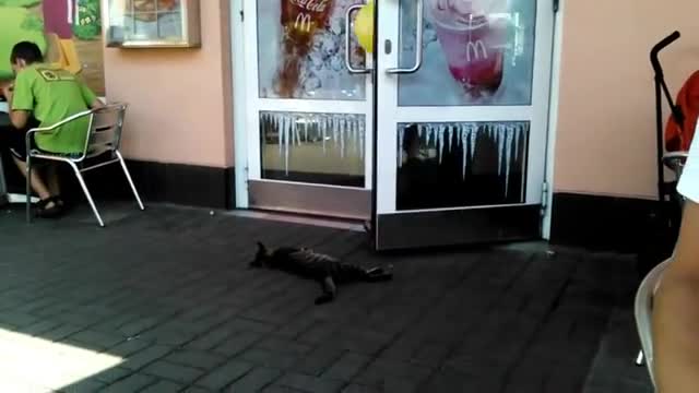 Ето , на това се казва коте мързелан!