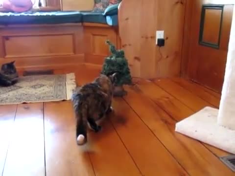 Тази котка остана с един живот по-малко.. Смях