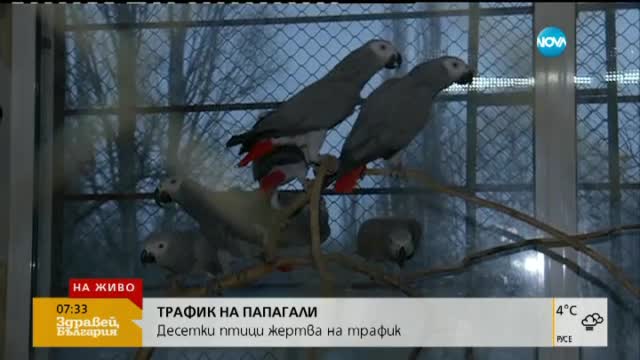 Десетки папагали - жертва на трафик