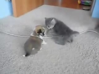 Сладури ! Котенце и кученце се боричкат