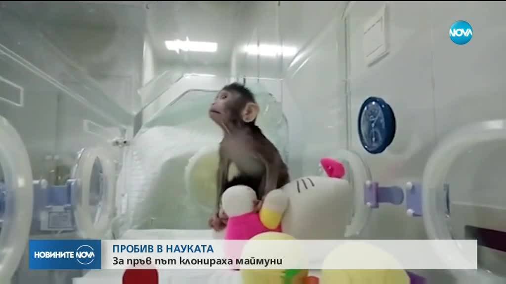 ПРОБИВ В НАУКАТА: За пръв път клонираха маймуни