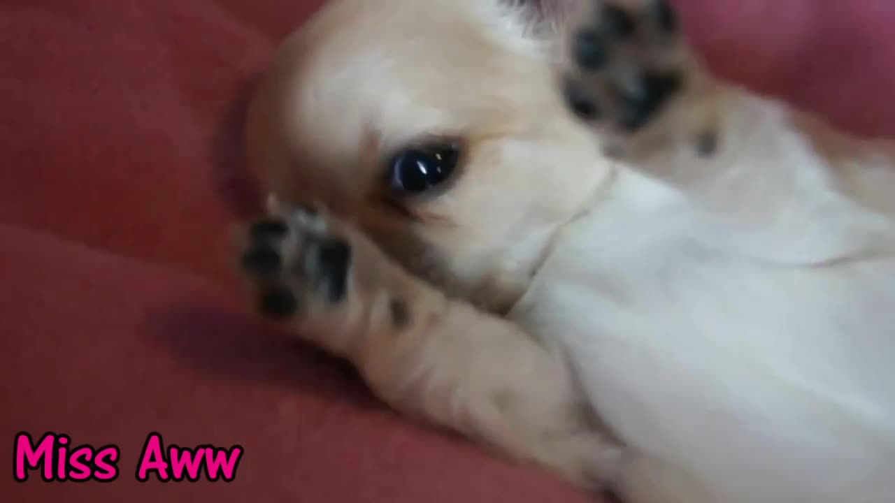 Сладурско Кученце - Cute Puppy Bites And Licks His Little Paw (720p)