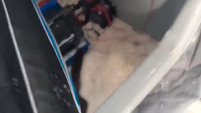 Видра краде риба от рибар
