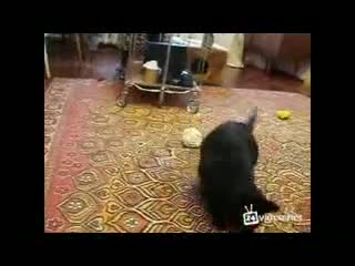 Смях игра на коте с катеричка