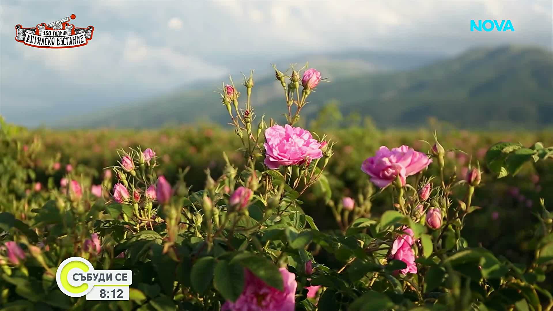Розопроизводители започват кампанията на загуба