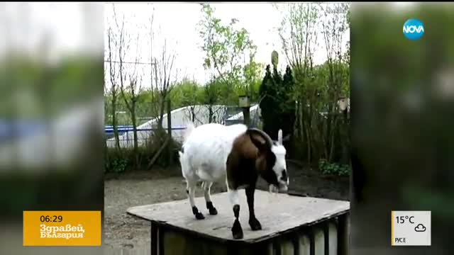 Гимнастика за кози