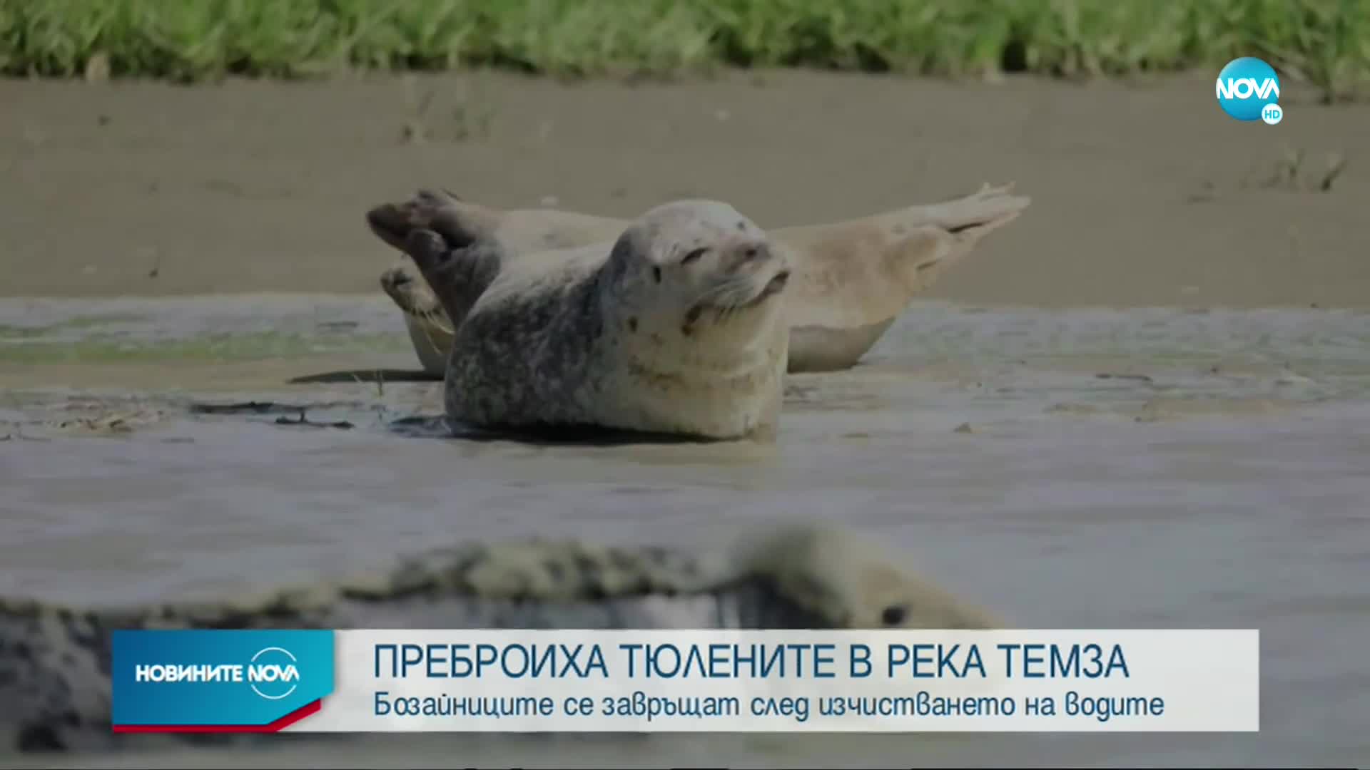 Преброиха тюлените в Темза