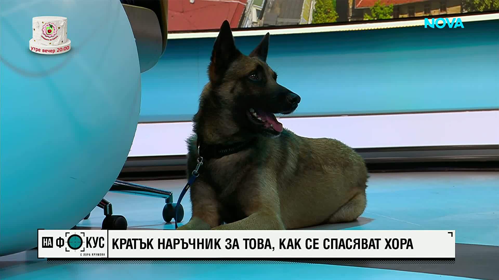 Как кучето Килър намери жена, изчезнала край Войнеговци