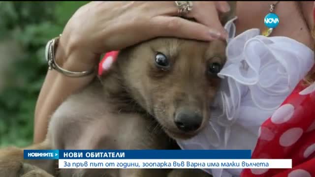 Новите обитатели на варненския зоопарк