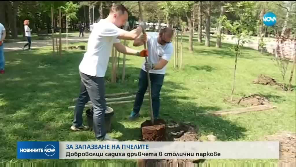 Световна компания и доброволческа организация садят дръвчета