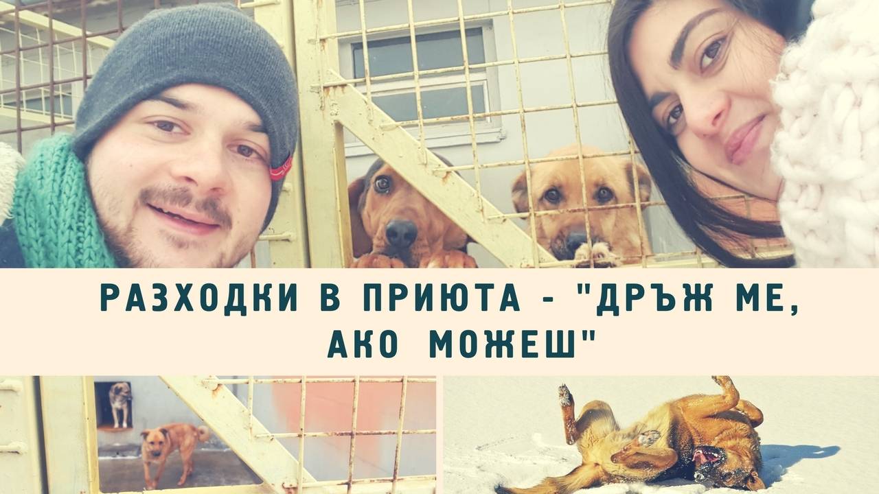 Кучешки разходки в приют - "Дръж ме, ако можеш"