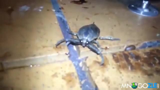 Какво е това по дяволите