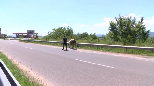 Полицай и бик на пътя за Стара Загора