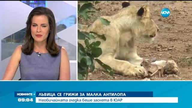Лъвица се грижи за малка антилопа