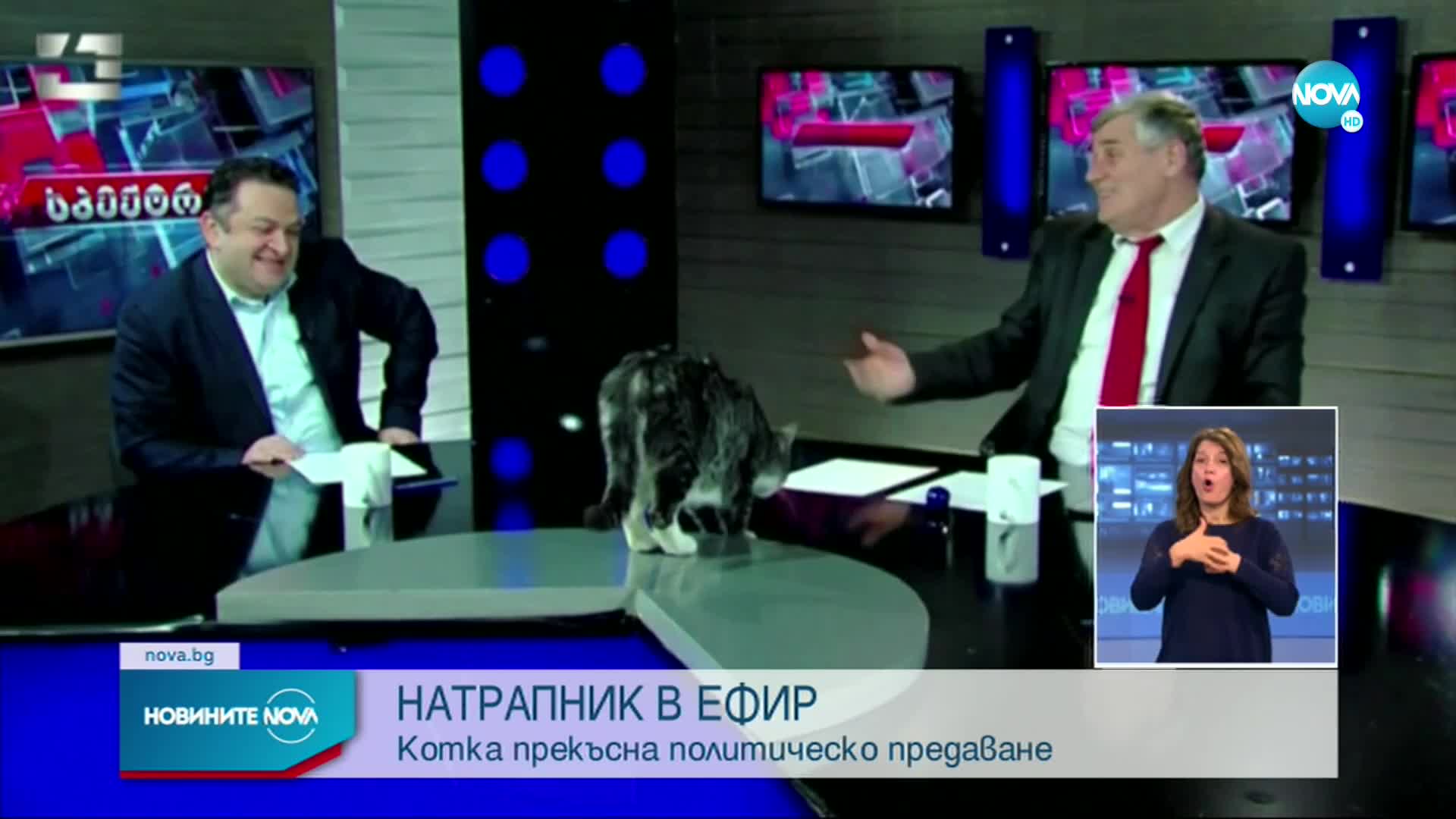 НАТРАПНИК В ЕФИР: Котка прекъсна политическо шоу в Грузия