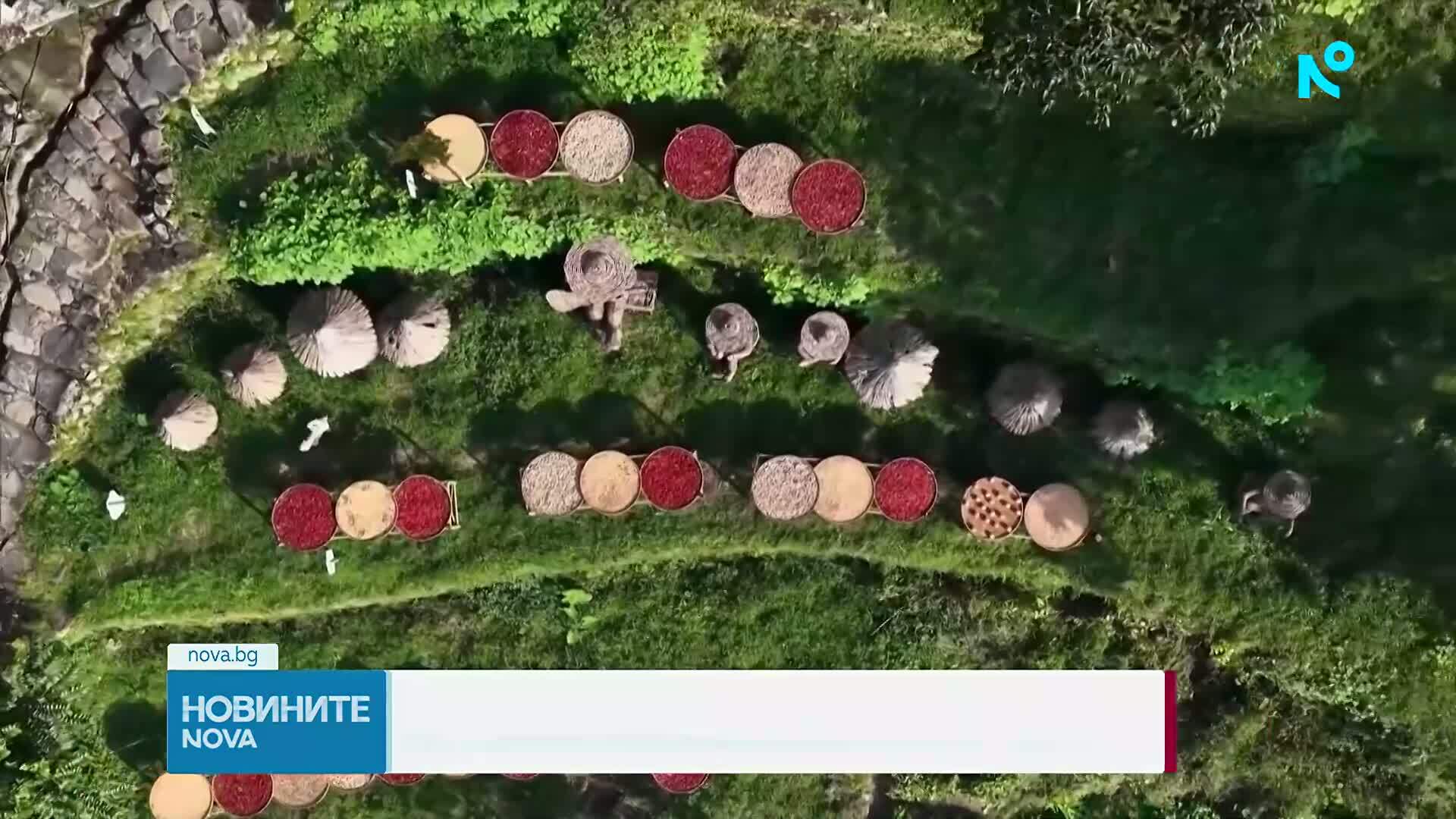 Когато реколтата се превърне в изкуство: Есенна традиция в Китай