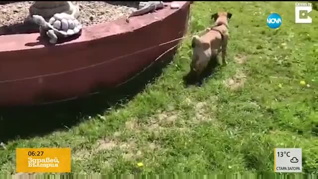 Щуро куче бяга в кръг след играчка