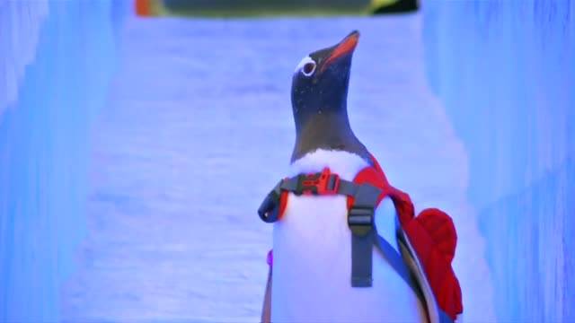 Пингвини се пързалят на фестивал на леда в Китай