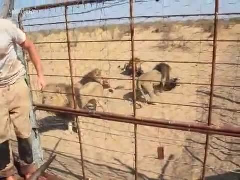 Как се хранят лъвове в зоопарк