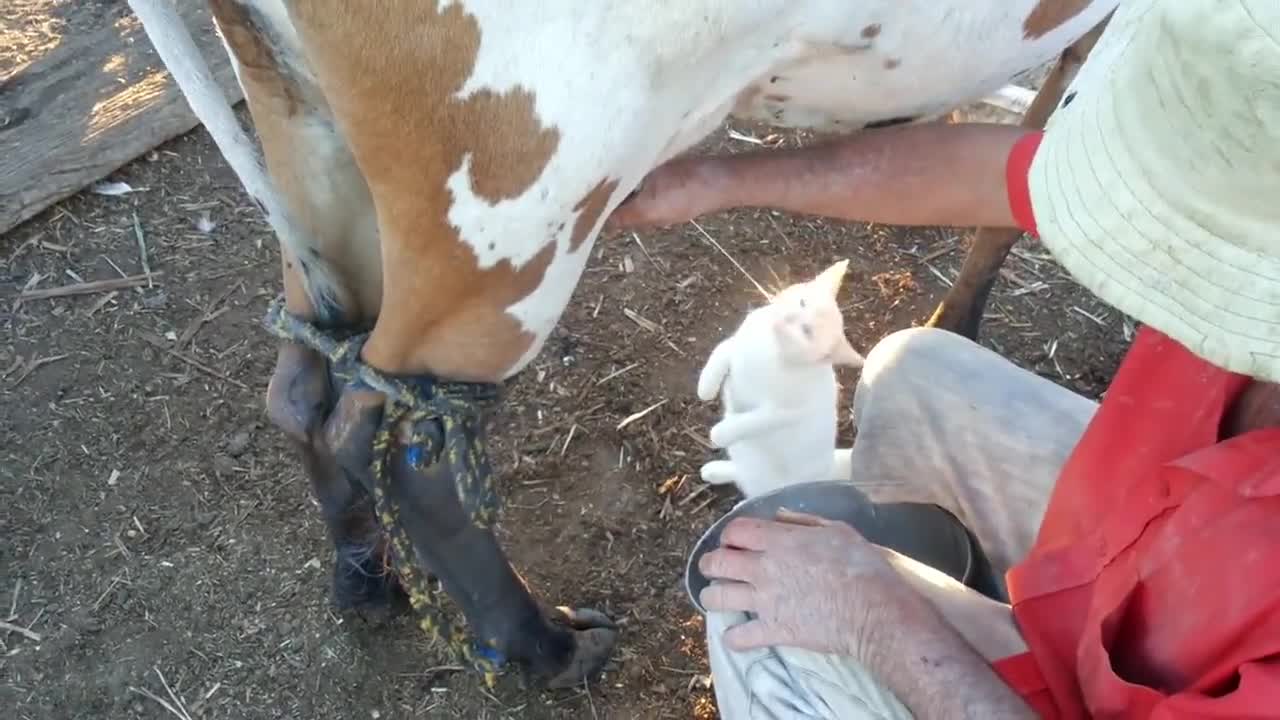 Коте пие мляко от кравата