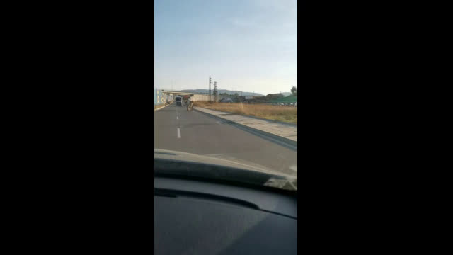 Коне из столицата на България