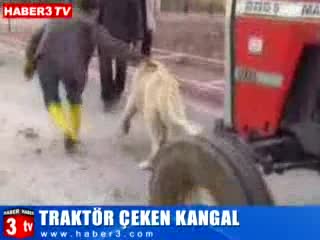 Най - голямото и мощно куче в света тегли трактор без проблем !