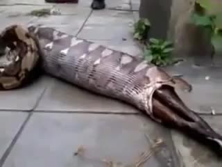 Вище това видео nе за вярване Питон повръща плячката си обратно