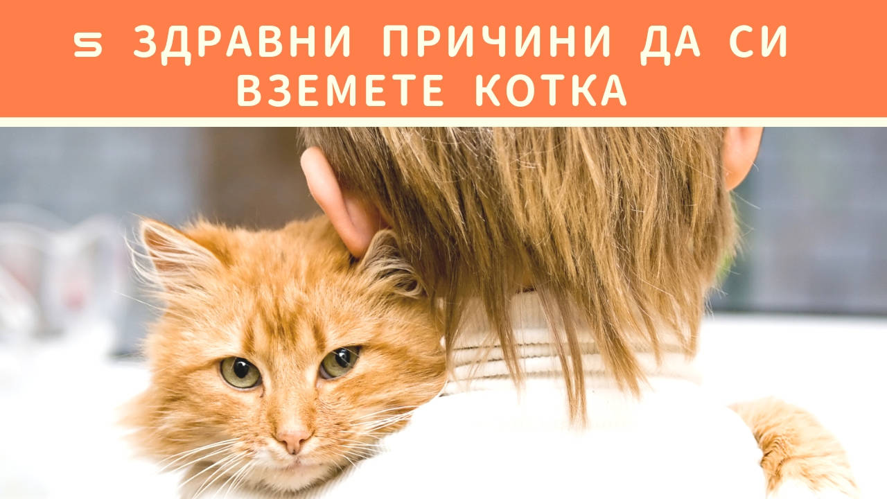 5 здравни причини да си вземете котка