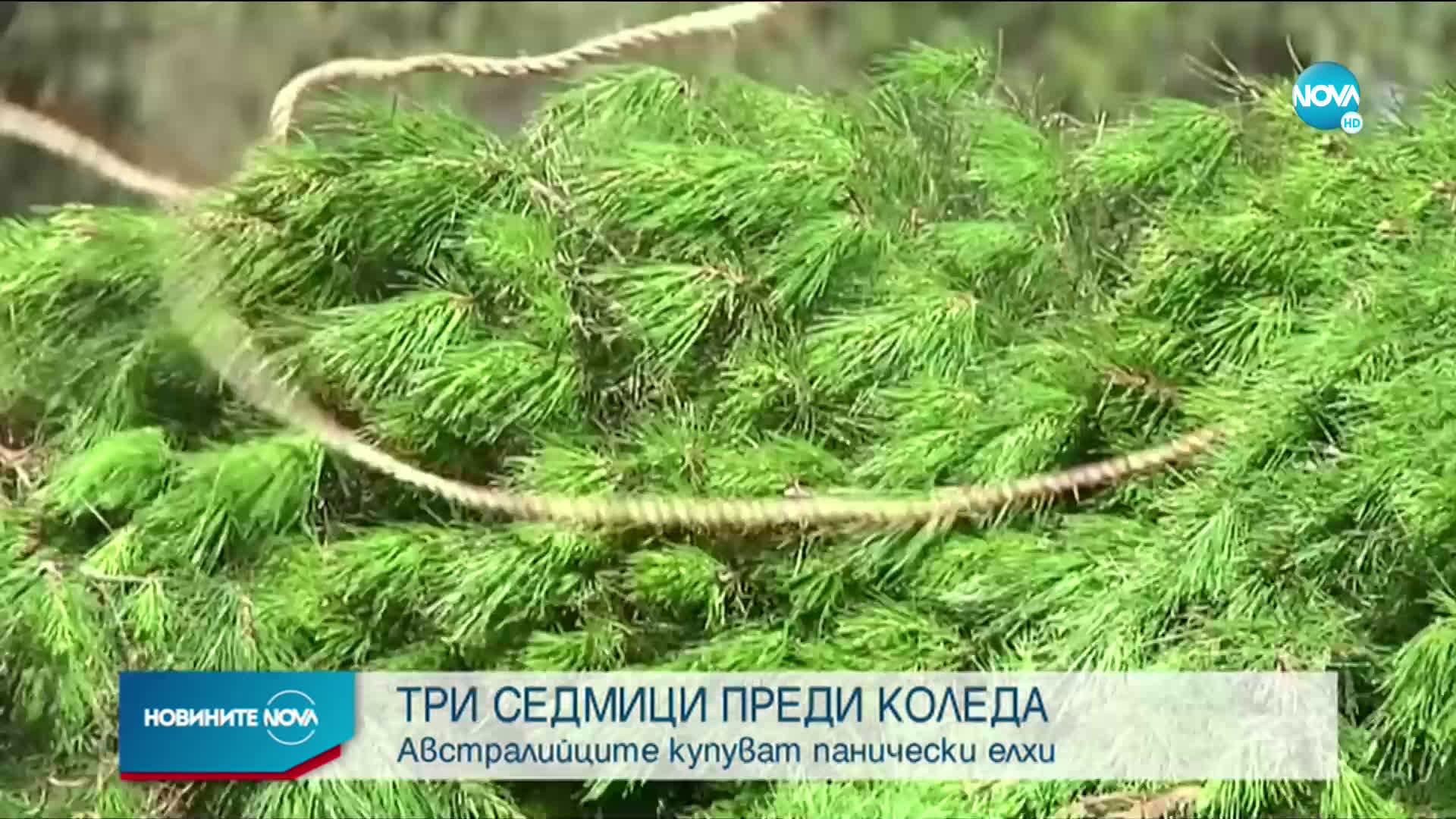 ТРИ СЕДМИЦИ ПРЕДИ КОЛЕДА: Австралийците купуват панически елхи