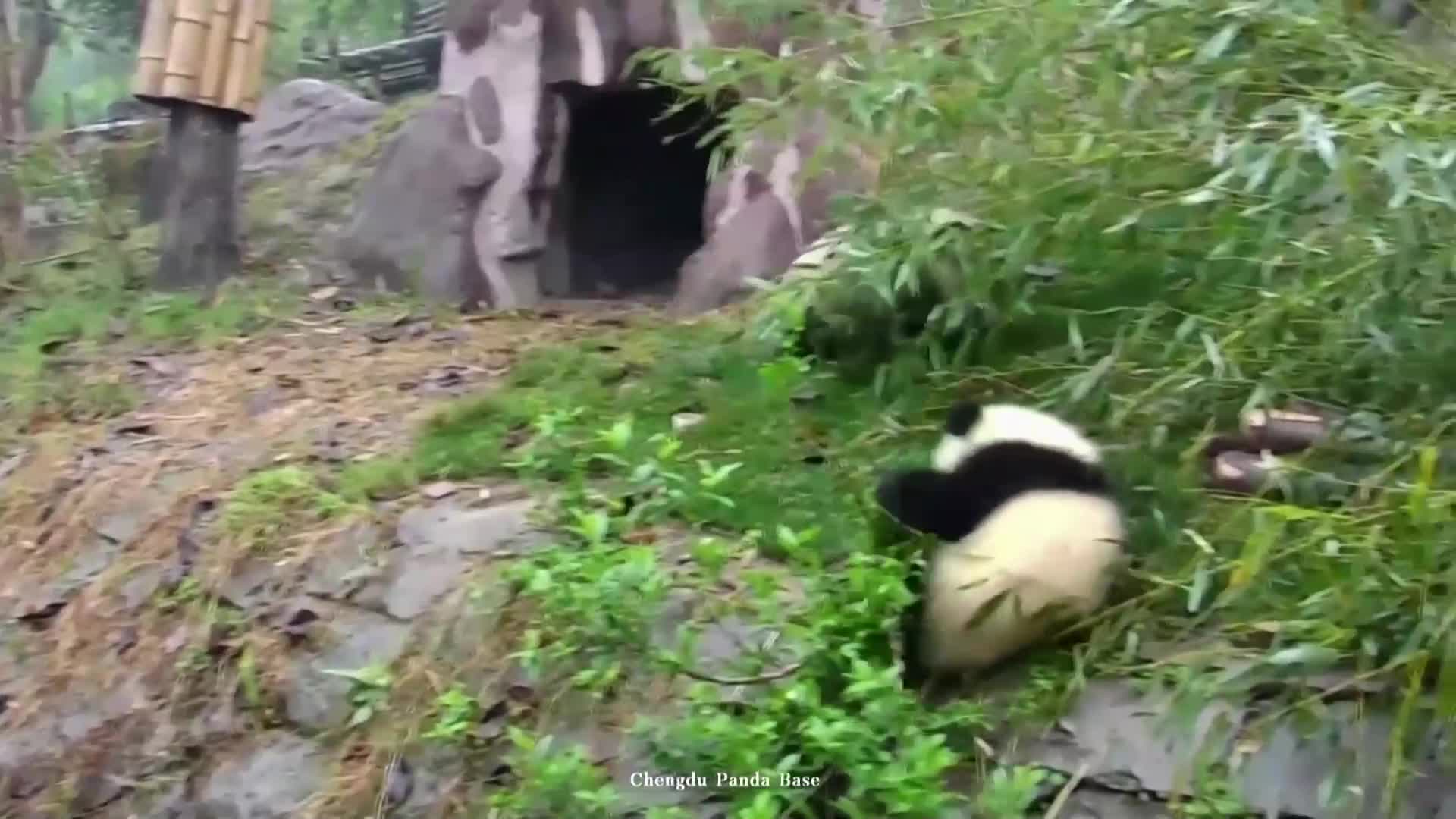 ЗАБАВНИ КАДРИ: Вижте как три панди релаксират във вана (ВИДЕО)