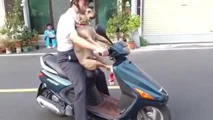 Смях ... Куче иска да се вози с мотор