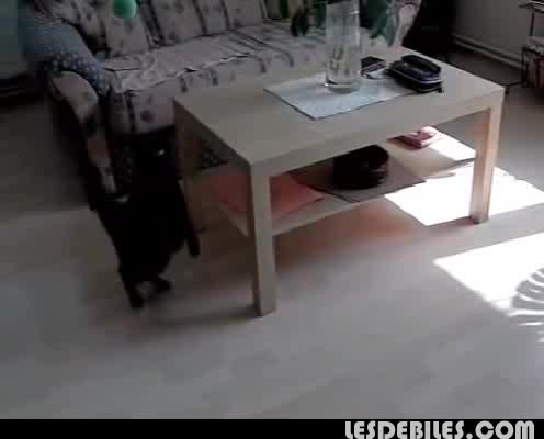 Коте Гони Топче На Забавен Кадър