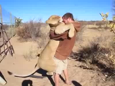 Любов между лъв и човек