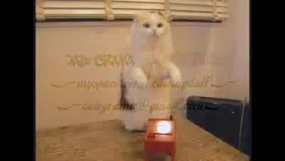 Луди котки - компилация 