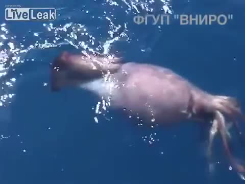 Руски моряци заснеха гигантски калмар