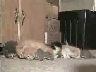 Котки И Катерица Живеят Заедно