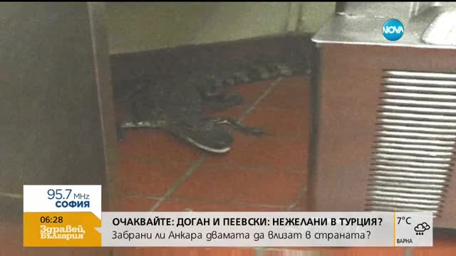 Младеж хвърли алигатор в ресторант
