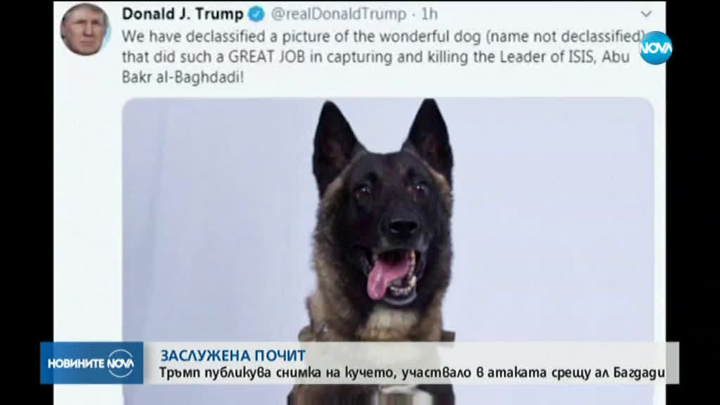 Тръмп публикува снимка на кучето, участвало в атаката срещу ал Багдади
