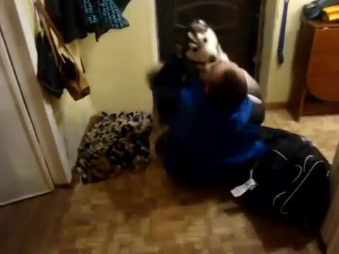 Хъски посреща стопанина си след 1,5 мес. отсъствие