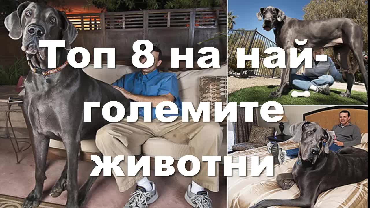 Топ 8 на най-големите животни