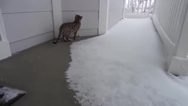 Котки за първи път виждат сняг