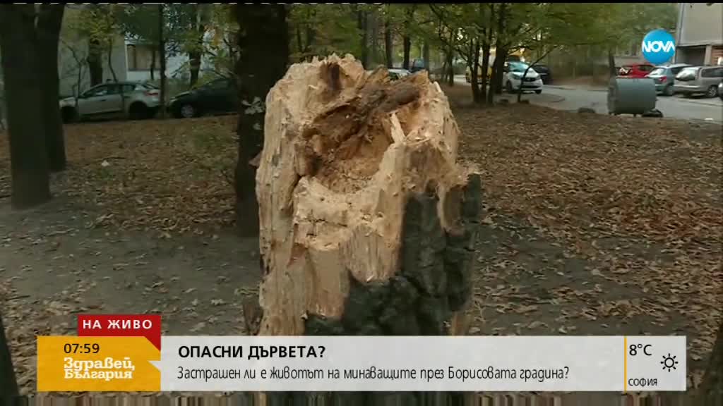 Защо не са премахнати маркирани опасни дървета в Борисовата градина?