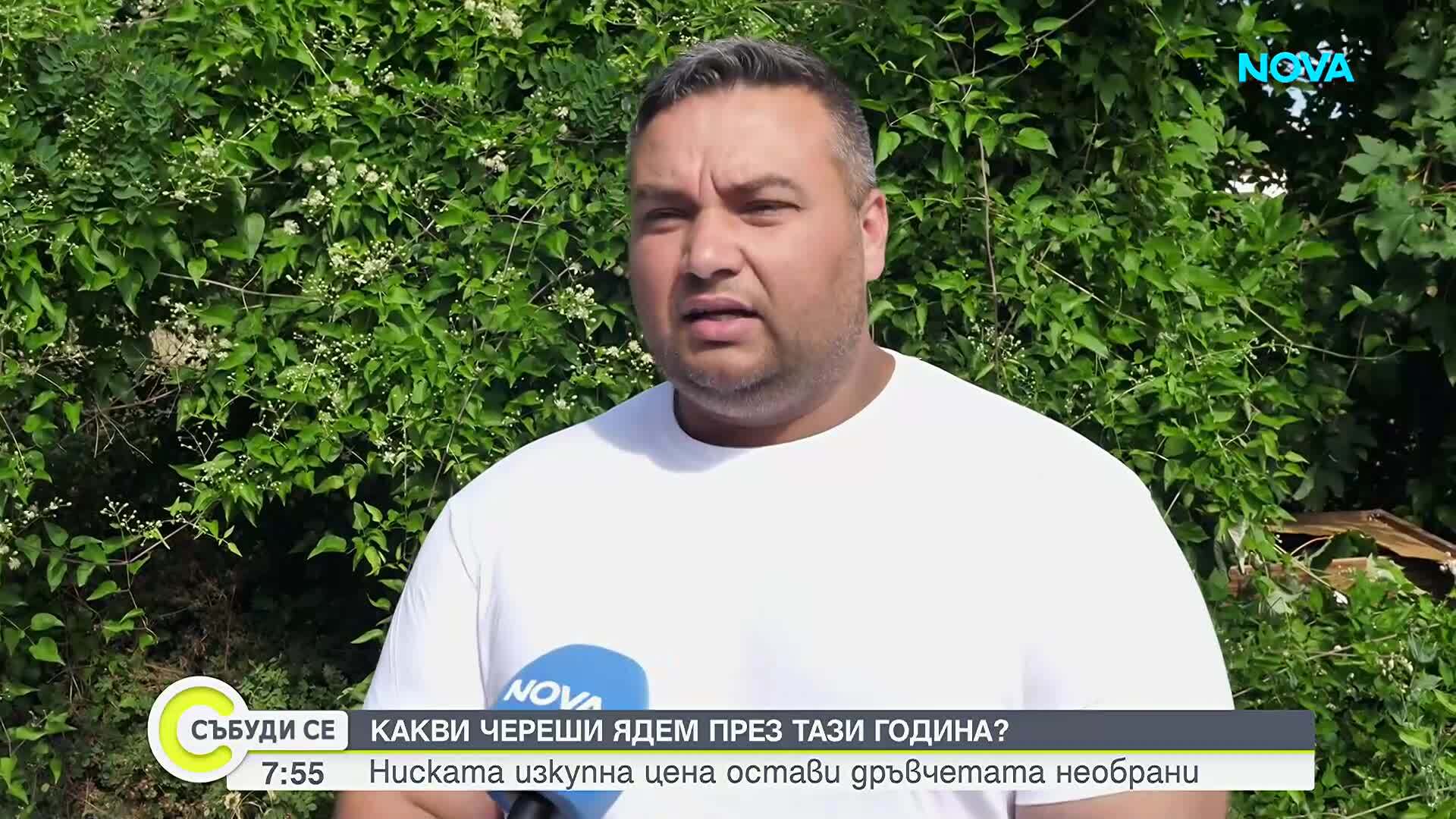 Ниски изкупни цени оставиха черешите по дърветата в Кюстендилско