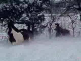 Horses *Gipsy   Vanner*-Играят си в сняг!