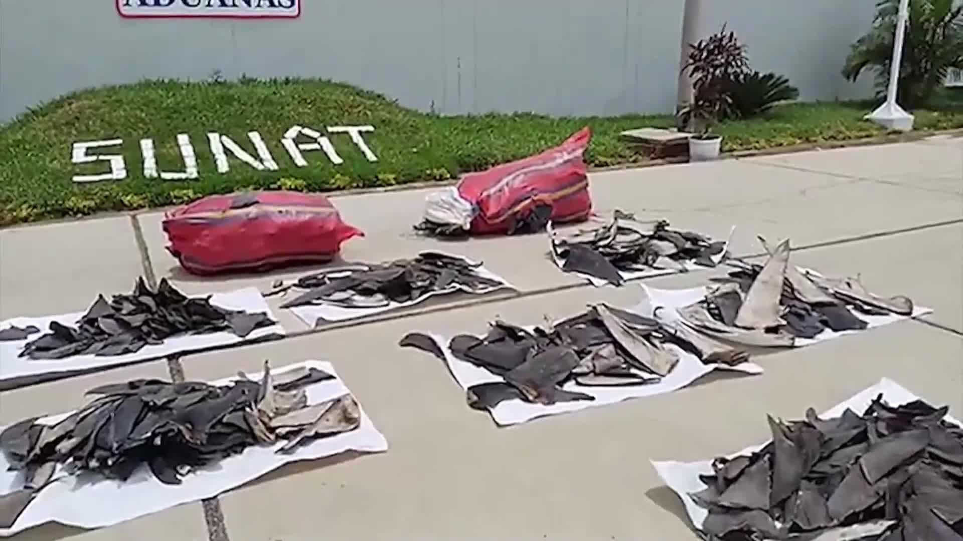 Полицията в Перу залови пратка с 1600 перки от редки видове акула (ВИДЕО)