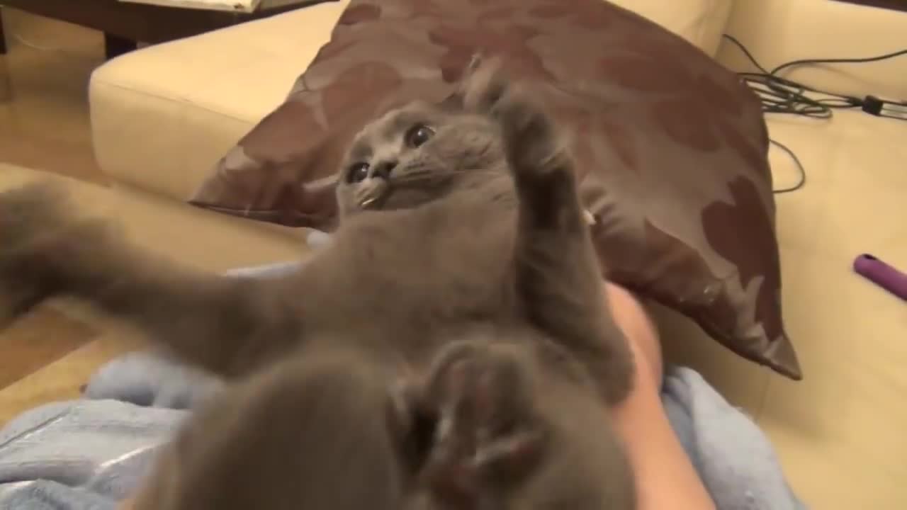 Коте, което лае като куче!