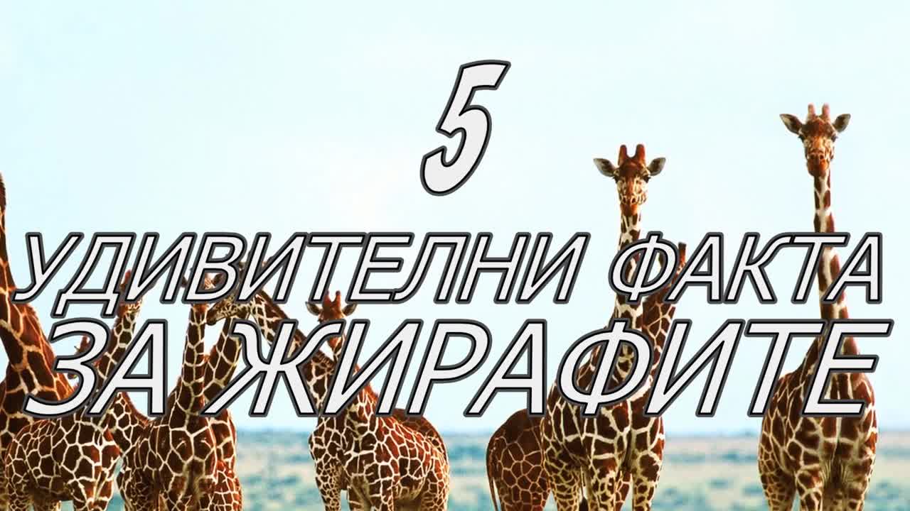 5 удивителни факта за жирафите